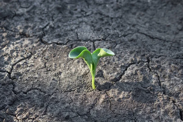 Zucchini Sprout Sprouts Dry Ground — Zdjęcie stockowe