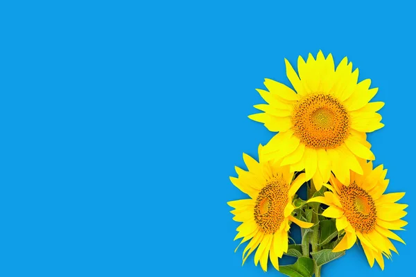 Three Sunflower Flowers Blue Background Right Copy Space — Stok fotoğraf