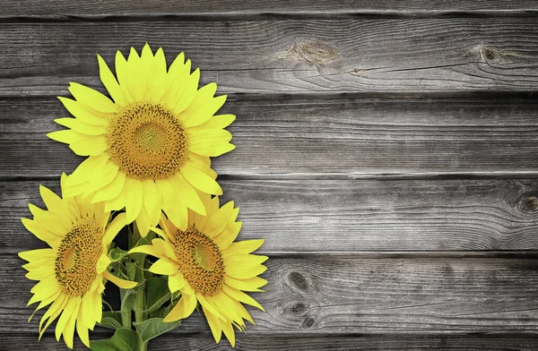 Three Sunflower Flowers Background Wooden Wall — Stockfoto