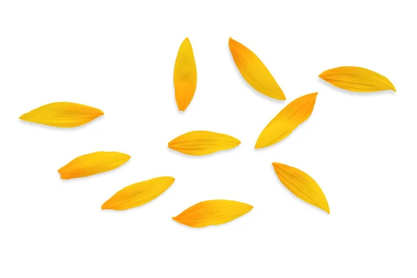 sunflower petals scattered on a white background