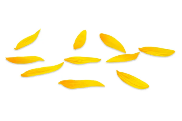 Side View Sunflower Petals White Background Imagen de archivo