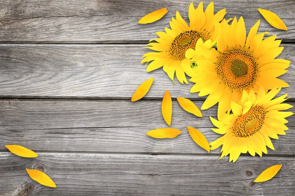 Three Sunflower Heads Wooden Background Scattered Petals — Stockfoto