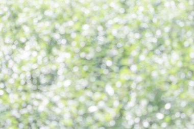 Green defocused background with bokeh