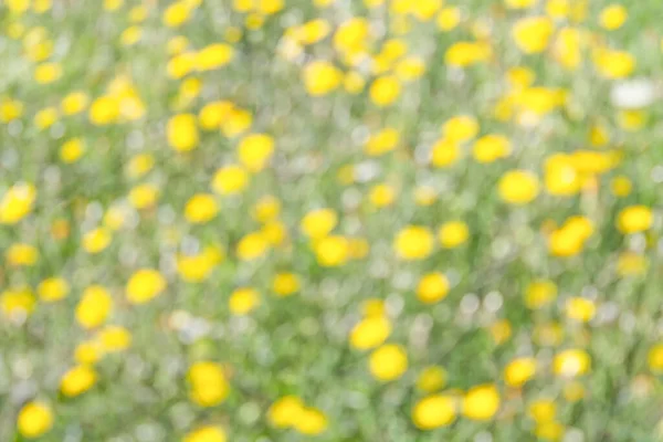 Yellow green defocused background for template