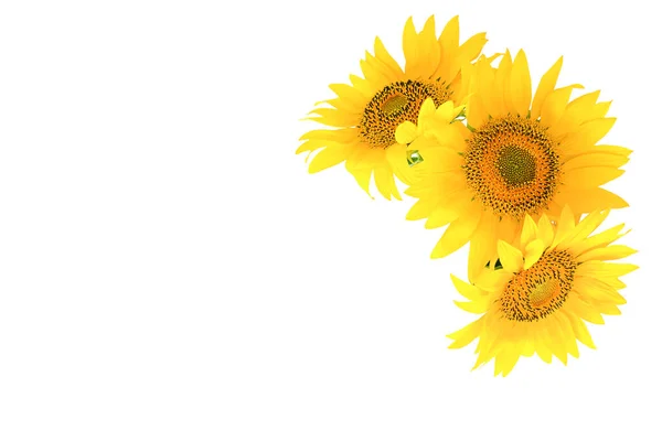 Isolate Three Sunflower Flowers — Stock Fotó