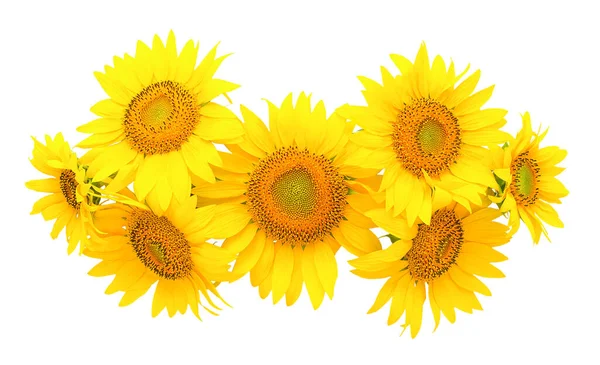 Seven Sunflower Flowers Laid Out White Background — Stok fotoğraf