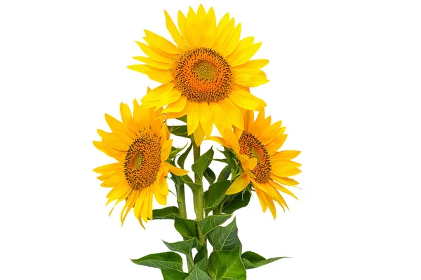Isolate Three Sunflower Flowers ストックフォト