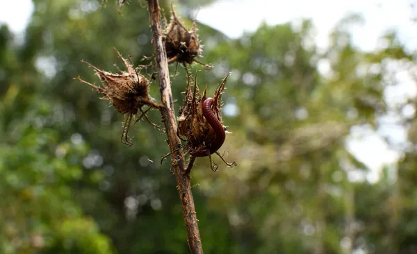 Dried Brown Seeds Millipede — Stock Photo, Image