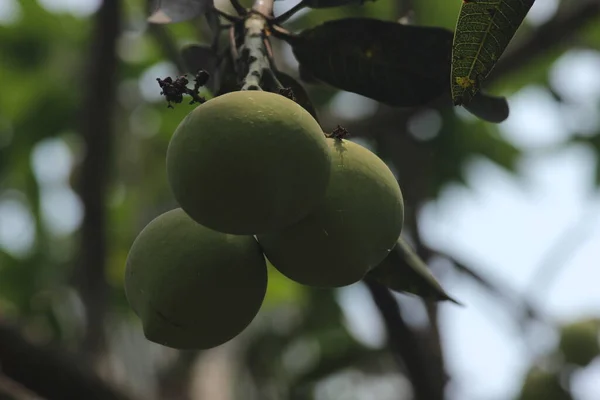 Zielone Mango Wiszące Drzewie — Zdjęcie stockowe
