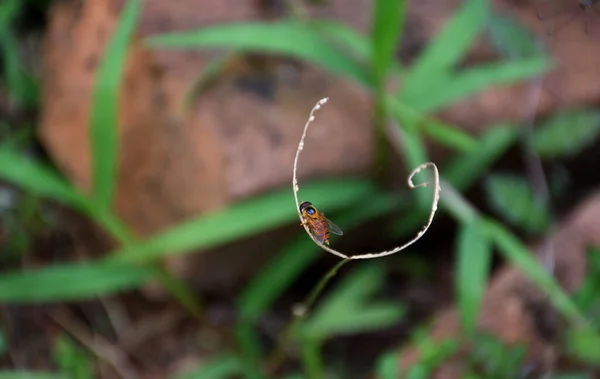 Canlı Yayında Renkli Sinek Sirki — Stok fotoğraf