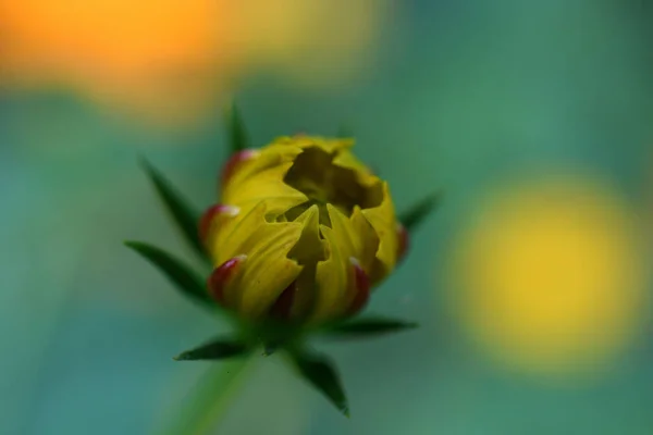 Yellow Cosmos Flower Buds Smiles — Stock Photo, Image