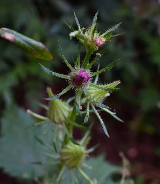 close up of a rare maroon flower bud