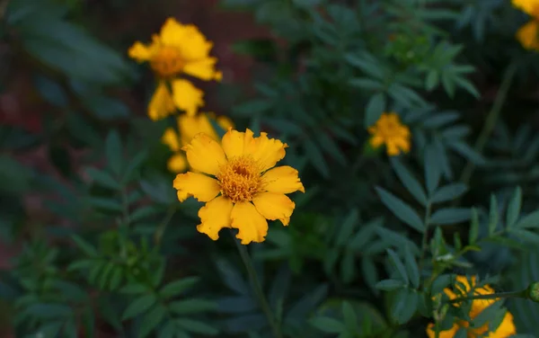 Flor Calêndula Amarela Folhas Verdes — Fotografia de Stock