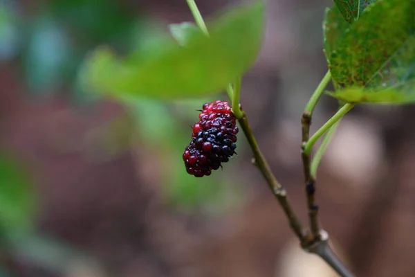 Mûrier Coloré Dans Jardin — Photo