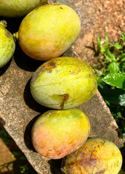 Altın Mangoların Tadı — Stok fotoğraf