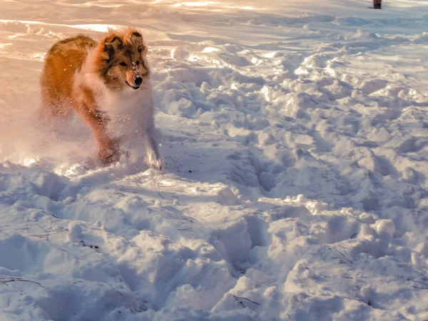 Collie Playing Snow Red Haired Scottish Shepherd Puppy Dog Rainy — Stock Photo, Image