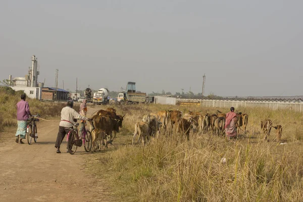29 Ocak 2022, Kolkata, Batı Bengal, Hindistan: Çok az çiftçi sığırlarına bakıyor. Seçici odak.