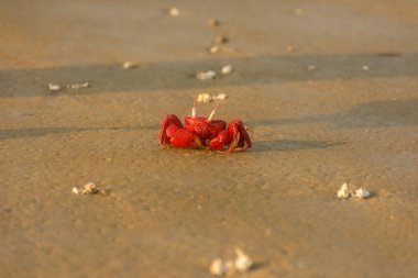 Deniz sahilinde kırmızı yengeç gün batımından hemen önce seçici bir odak ile.