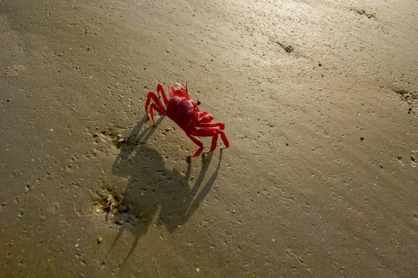 Rote Krabbe Meeresstrand Kurz Vor Sonnenuntergang Mit Selektivem Fokus — Stockfoto