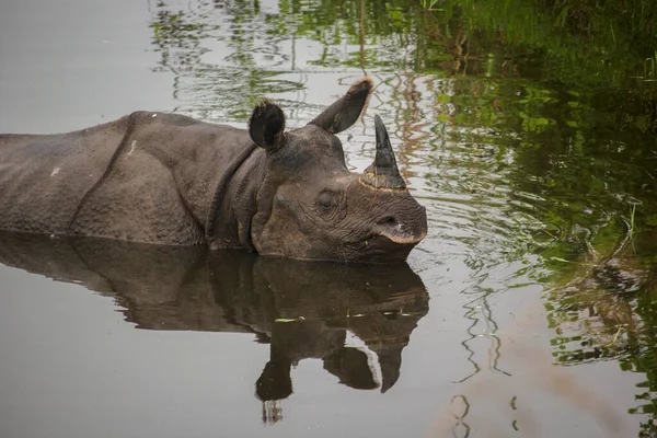 Famoso Rinoceronte Con Cuernos Agua Parque Nacional Garumara Bengala Occidental —  Fotos de Stock