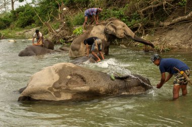 6 Nisan 2022, Dhupjhora, Batı Bengal, Hindistan: Garumara Ulusal Parkı, Batı Bengal, Hindistan 'da nehir kenarında banyo yapan az sayıda fil.
