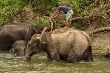 6 Nisan 2022, Dhupjhora, Batı Bengal, Hindistan: Eğitmeniyle banyo yapan büyük bir fil ya da Hindistan 'daki Garumara Ulusal Parkı' nda nehir bekçisi.