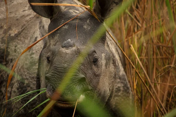 Famoso Rinoceronte Con Cuernos Parque Nacional Garumara Bengala Occidental India —  Fotos de Stock