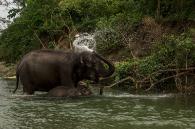 Vahşi bir anne fil bebeğiyle birlikte Hindistan, Batı Bengal 'deki Garumara Ulusal Parkı' nda banyo yapıyor..