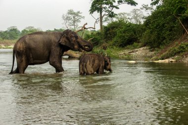 Vahşi bir anne fil bebeğiyle birlikte Hindistan, Batı Bengal 'deki Garumara Ulusal Parkı' nda banyo yapıyor..