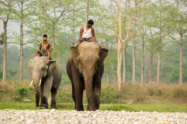 April 2022 Dhupjhora Westbengalen Indien Zwei Asiatische Elefanten Kommen Mit — Stockfoto