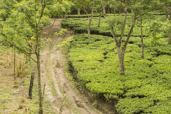 Dooars 'daki çay çiftliğinin hemen yanındaki güzel köy yolu Batı Bengal, Hindistan' da seçici bir odak noktası..