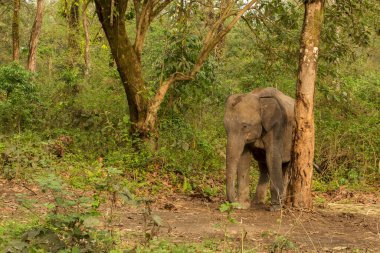 Eğitimli bir orman fili Güney Dhupjhora fil kampında dinleniyor..