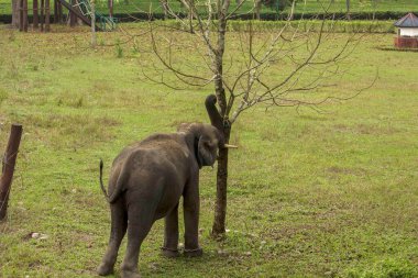 Otlaktaki vahşi, genç bir dişli Asya fili seçici elektrikli çitleri kırmaya çalışıyor..