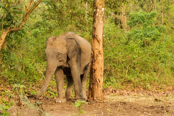 A trained elephant of forest department taking rest at his shade at South Dhupjhora Elephant camp.