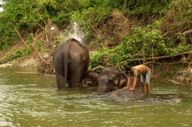6 Nisan 2022, Dhupjhora, Batı Bengal, Hindistan: Nehirde koruyucusu veya seçici odaklı eğitmeniyle yıkanan bir fil.