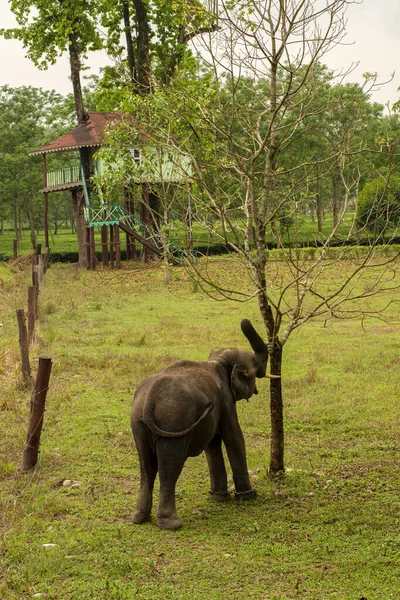 Otlaktaki vahşi, genç bir dişli Asya fili seçici elektrikli çitleri kırmaya çalışıyor..