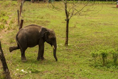 Çayır seçici odak noktasında vahşi bir dişi Asya fili..
