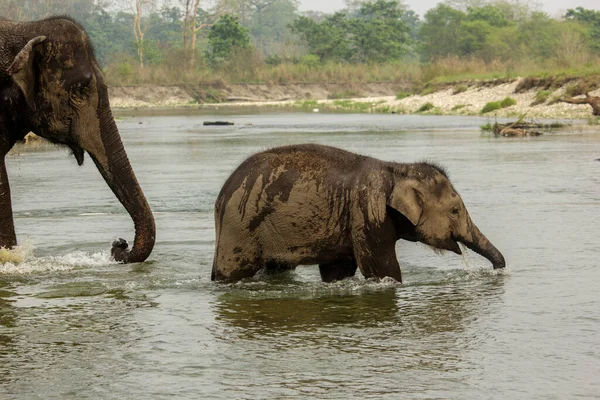 Yavru bir fil, Hindistan 'ın Batı Bengal kentindeki Garumara Ulusal Parkı' nda annesiyle birlikte banyo yapıyor...