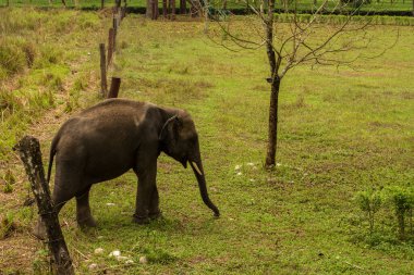 Çayır seçici odak noktasında vahşi bir dişi Asya fili..