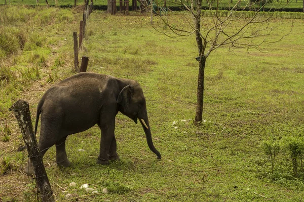 Çayır seçici odak noktasında vahşi bir dişi Asya fili..