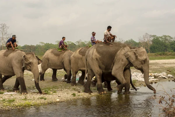 6 Nisan 2022, Dhupjhora, Batı Bengal, Hindistan: Çok az Asya fili, kalecisi veya seçici odaklı eğitmeniyle birlikte nehirde yıkanmaya gelir.