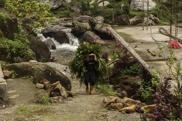 8 Nisan 2022, Kalimpong, Batı Bengal, Hindistan: Nepalli bir erkek köylü ateş için odun, Kalimpong nehri yakınlarındaki bir nehirden inek maması için ot taşıyor..