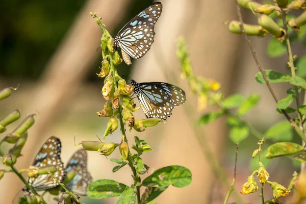 Güzel kelebekler bahçedeki güneşli bir sabahta çalılarla beslenir.