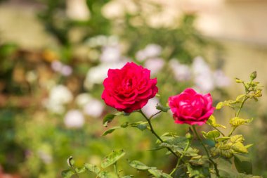 Doğal arka planı ve seçici odağı olan güzel sarı gül çiçeği..