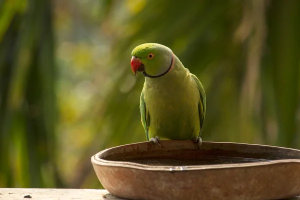 A wild rose ring parakeet drinking water from a clay pot placed at a veranda. Selective focus.