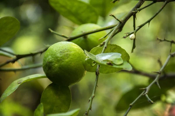 Green limes on a tree. Lime is a citrus fruit and excellent source of vitamin C.