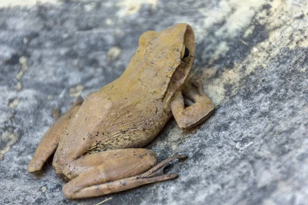 Une Grenouille Repose Sur Toit Concentration Sélective — Photo