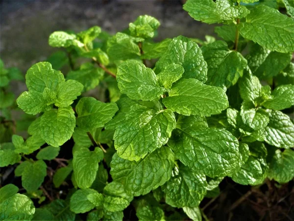 Green Peppermint Herbal Fresh — Foto Stock