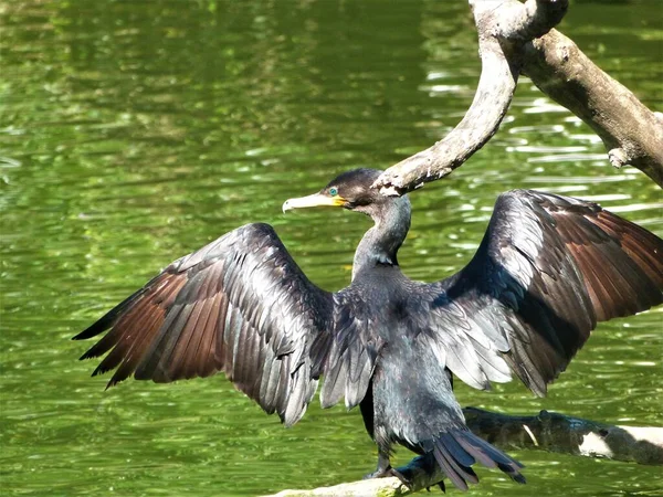 stock image nannopterum brasilianum bird in lake