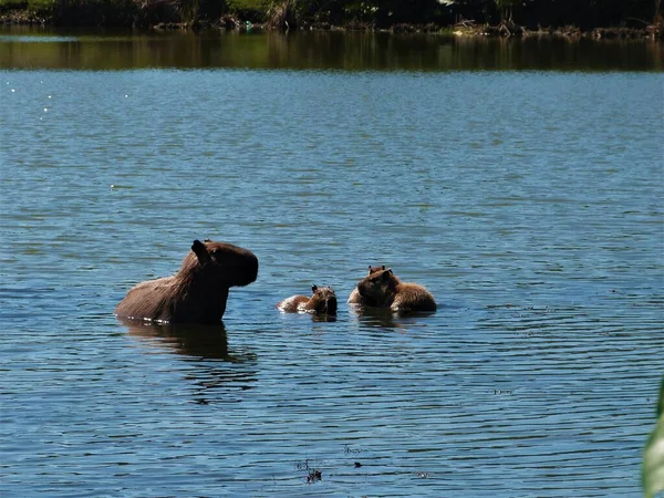 Rodzina Capybaras Jedząca Stawie — Zdjęcie stockowe